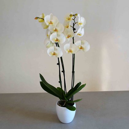 orquidia-blanca-madrid