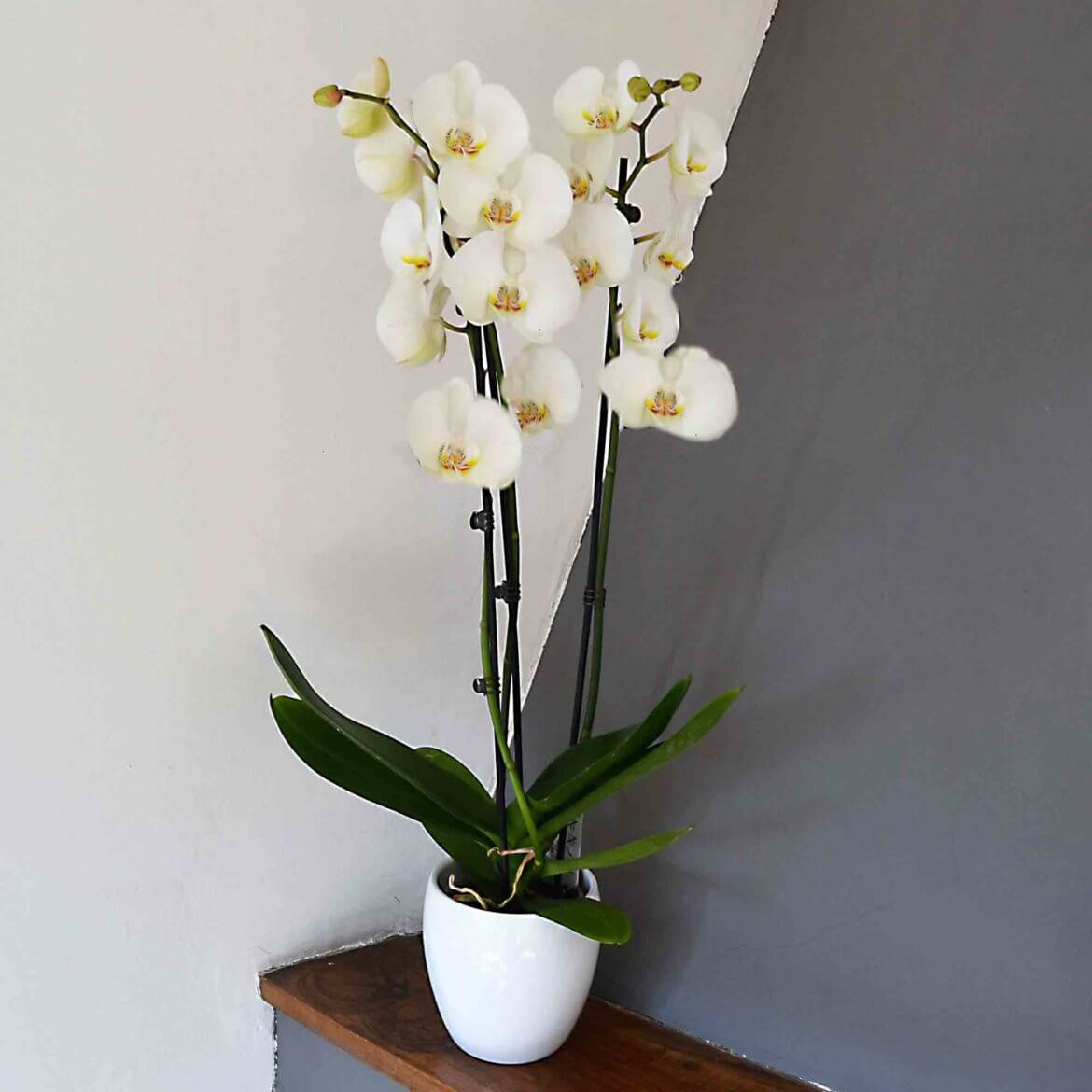orquidea-blanca-madrid-domicilio