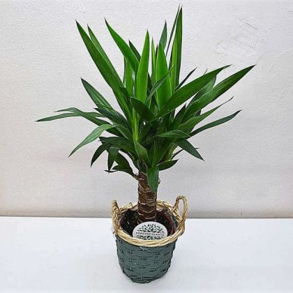 planta-yucca-madrid