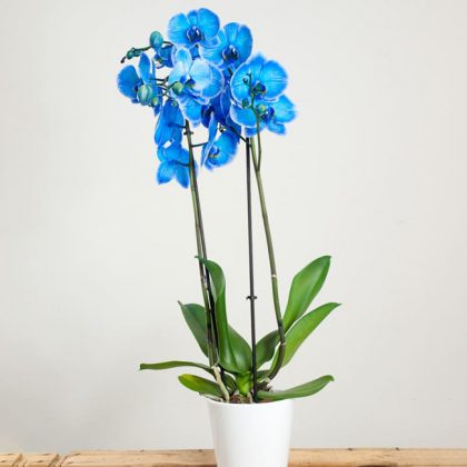 orquidea-azul-domicilio-madrid