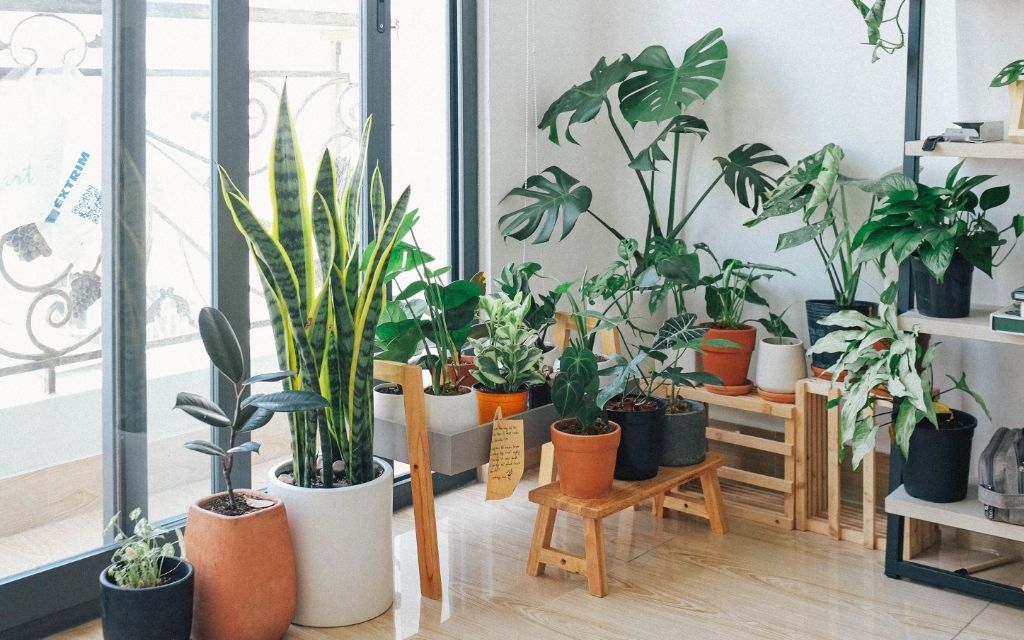 plantas en tu hogar